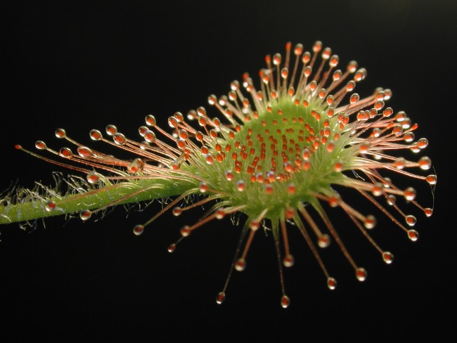 Bild "Bilder:Drosera_rotundifolia_leaf1.jpg"