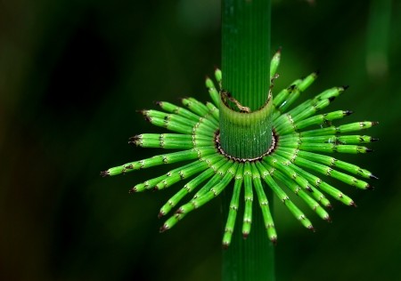 Bild "Bilder:Equisetum_pratense_Luc_Viatour.jpg"